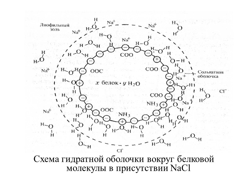Схема гидратной оболочки вокруг белковой молекулы в присутствии NaCl